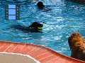 2010-09_04 Hemi Liberty Hill Open Swim_0026